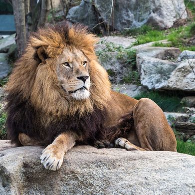 Tierpark Herberstein